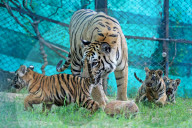 Tigress Rani With New Born Cubs In Jaipur 