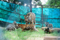 Tigress Rani With New Born Cubs In Jaipur 