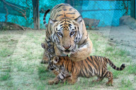 Tigress Rani With New Born Cubs In Jaipur 