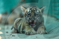 Tigress Rani With New Born Cubs In Jaipur 