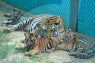 Tigress Rani With New Born Cubs In Jaipur 