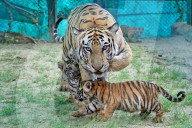Tigress Rani With New Born Cubs In Jaipur 