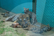 Tigress Rani With New Born Cubs In Jaipur 