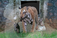 Tigress Rani With New Born Cubs In Jaipur 