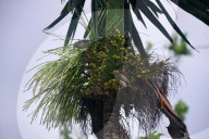 India Animal Bird