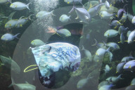 Sea World In Indonesia