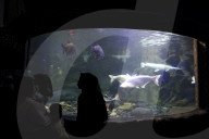 Sea World In Indonesia