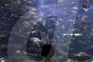Sea World In Indonesia
