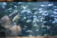 Sea World In Indonesia