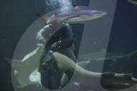 Sea World In Indonesia