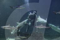 Sea World In Indonesia
