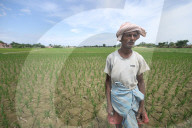 Drought Hit Madhesh Province/ Terai Of Nepal