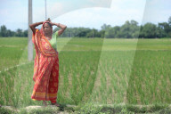 Drought Hit Madhesh Province/ Terai Of Nepal