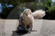 Remore controlled squirel helps train guide dogs 