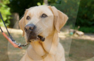 Remore controlled squirel helps train guide dogs 