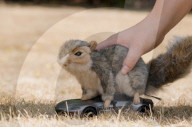 Remore controlled squirel helps train guide dogs 