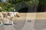 Remore controlled squirel helps train guide dogs 