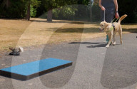 Remore controlled squirel helps train guide dogs 