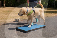 Remore controlled squirel helps train guide dogs 
