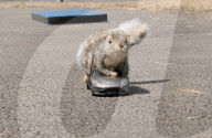Remore controlled squirel helps train guide dogs 