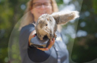Remore controlled squirel helps train guide dogs 