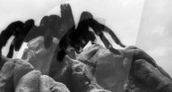 TARANTULA (1955)