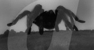 TARANTULA (1955)