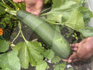 Agriculture In Canada - Zucchini
