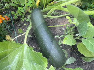 Agriculture In Canada - Zucchini