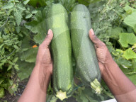 Agriculture In Canada - Zucchini