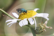 Cuckoo Wasp On A Daisy Flower