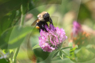 Bumble Bee Collecting Pollen From A Clover Flower