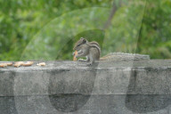 India Animal