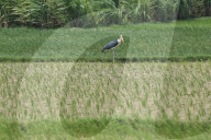 Perils Of Drought In Madhesh Province/ Terai In Nepal
