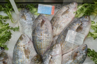 Salema Porgy Fish Displayed In Supermarket Seafood Counter