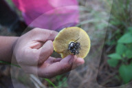 Collect Wild Mushrooms Species In La Malinche
