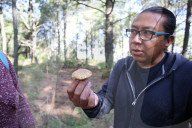 Collect Wild Mushrooms Species In La Malinche