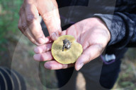Collect Wild Mushrooms Species In La Malinche