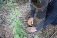 Collect Wild Mushrooms Species In La Malinche