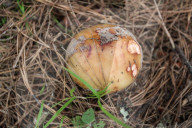 Collect Wild Mushrooms Species In La Malinche
