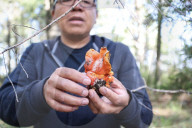 Collect Wild Mushrooms Species In La Malinche
