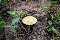 Collect Wild Mushrooms Species In La Malinche
