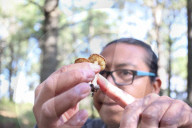 Collect Wild Mushrooms Species In La Malinche