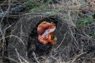 Collect Wild Mushrooms Species In La Malinche