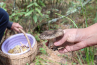 Collect Wild Mushrooms Species In La Malinche