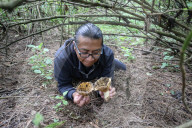 Collect Wild Mushrooms Species In La Malinche