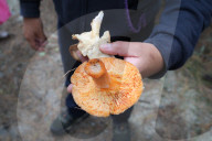 Collect Wild Mushrooms Species In La Malinche