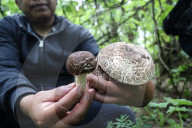 Collect Wild Mushrooms Species In La Malinche