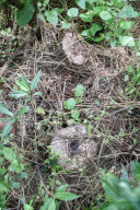 Collect Wild Mushrooms Species In La Malinche