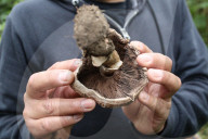 Collect Wild Mushrooms Species In La Malinche